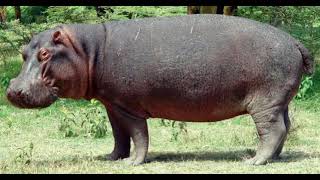 Common Hippocampus Sound Effects