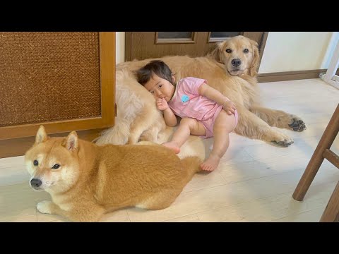 ママの代わりに1歳児を守ってくれる豆柴とゴールデンレトリバーが優秀すぎました...