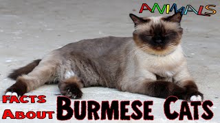 Burmese Cats, facts about animals,facts,animals,general knowledge,knowledge