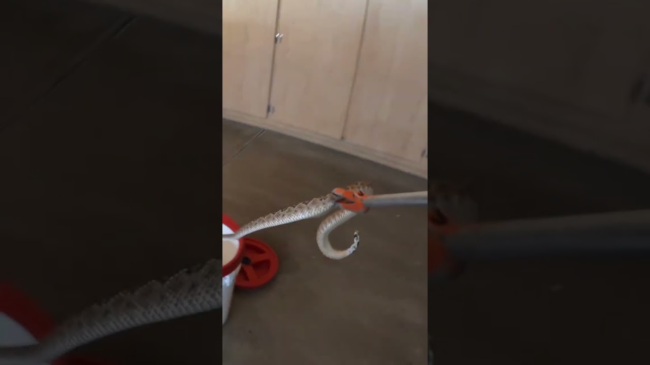 Rattlesnake in a Garage
