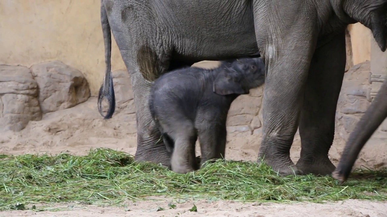 Tierpark Hagenbeck: Neues Elefantenmädchen