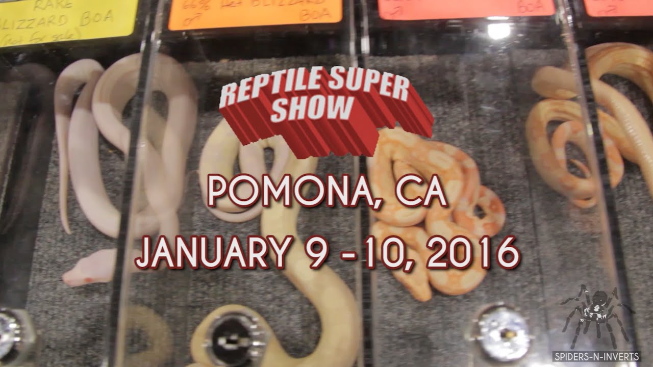 Reptile Super Show Pomona, CA (January 2016): Spiders-N-Inverts #13