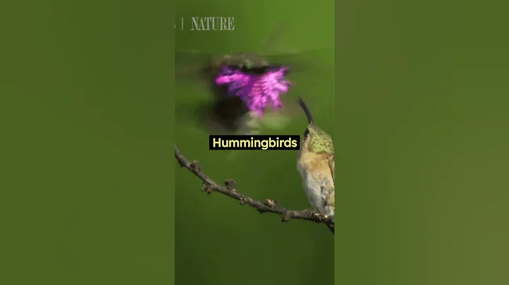 3 crazy animal facts you didn't know #animalfacts #cats #usa