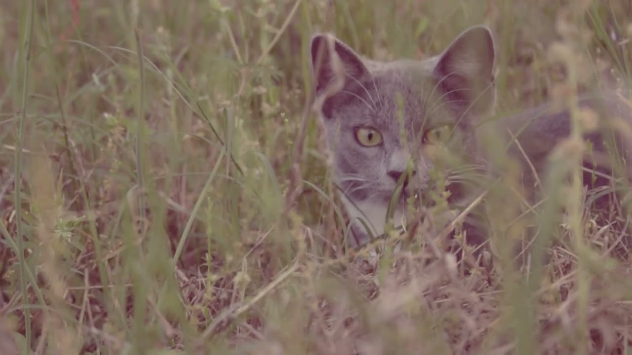Cats