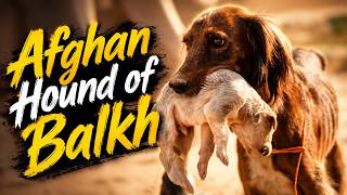 Tazi Hounds of Balkh | The Jogi Hunting Tradition