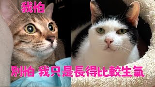 貓被領養，叼著原住貓的毛進了新家，真會交朋友啊｜ 西樹 Xishu&Cats