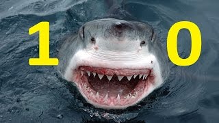 ТОП 10 САМЫЕ БОЛЬШИЕ АКУЛЫ В МИРЕ ТОП 10 САМЫЕ БОЛЬШИЕ АКУЛЫ В МИРЕ