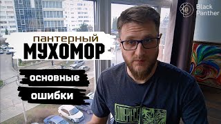 видео: Мухоморы / Год изучал язык грибов... картинка: Мухоморы / Год изучал язык грибов...