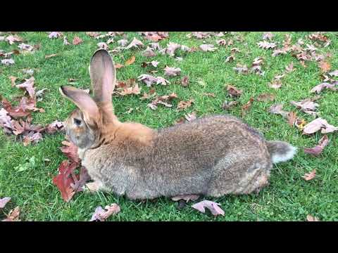 Flemish Giant Male