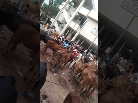 কোরবানীর গরু #shorts #caw