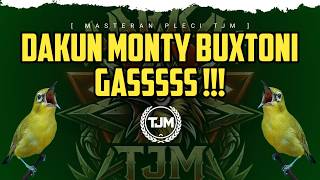 🔴 LIVE Masteran Pleci Nebak Cocok Untuk : DAKUN - MONTY - BUXTONI !!!