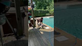 Buster Gets The Ball From The Pool For His Friend (Toby)