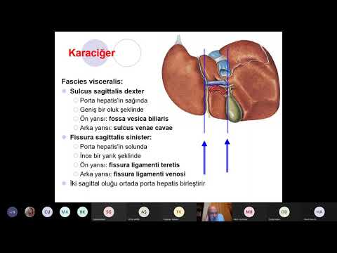 DHF.D2.06.Karaciğer - Pankreas