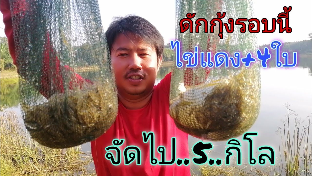 EP.30 สูตรดักกุ้งฝอย..ไข่แดง4ใบ..จัดไป5กิโล