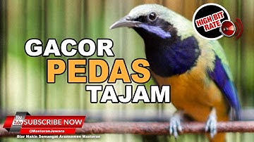 #1 🔴Khusus Burung Juara Masteran Cucak Cungkok Gacor Paling Mewah 2023❗️