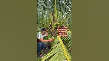 Cây Dừa xiêm xanh lùn chuẩn giống | 0386569374 - Ngọc Ngân Bến Tre | Chuyên cây độc lạ