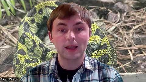 Project Dragonfly Video