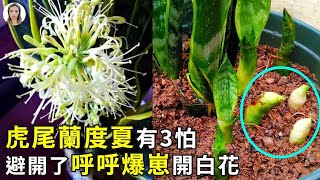 虎皮蘭夏天這麼養，葉片油綠爆滿盆，棵棵開滿小白花|花花世界