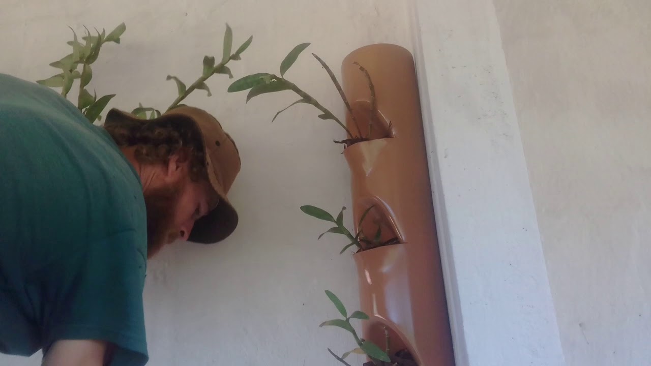 Plantio de Orquídea na jardineira vertical