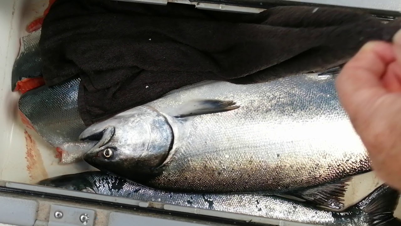 Salmon Fishing Broken Islands / Barclay Sound