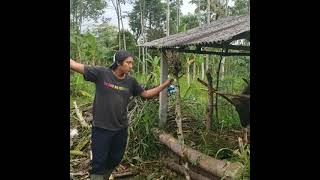 Naikan Sapi Perlu Colekan