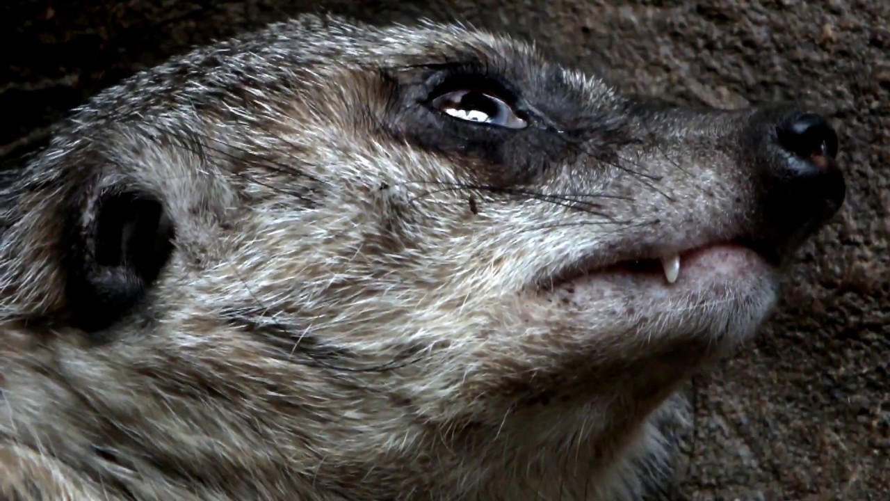 kawaii emoticons relax. meerkat. Ueno Zoo.リラックス。ミーアキャット。上野動物園。
