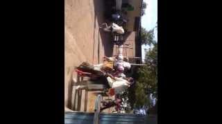 Fariseos De San Miguel Sinaloa 02