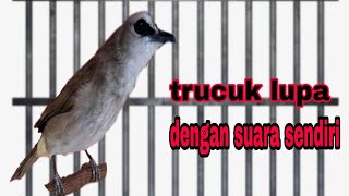 Burung trucuk isian mewah full isian