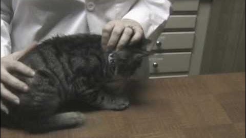 Administering Subcutaneous Fluids