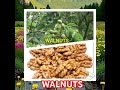 WALNUTS : #HisW
