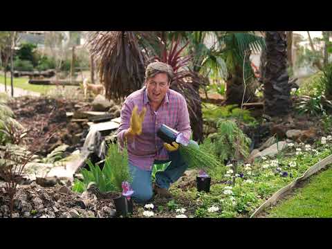 Video: Wat zijn boronia's - Leer meer over boronia die in de tuin groeit