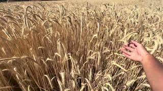 Reenacting my own version of the wheat field scene from Gladiator on the Camino de Santiago