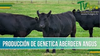 Produccion de Genetica en Aberdeen Angus- TvAgro por Juan Gonzalo Angel