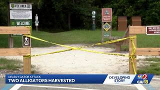 2 alligators harvested after deadly attack in Seminole County river