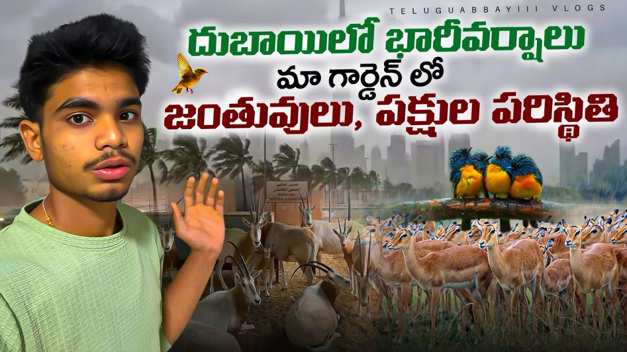 దుబాయిలో భారీవర్షాలు |మా గార్డెన్ లో జంతువులు,పక్షుల పరిస్థితి |Heavy rains in Dubai |#dubai #video
