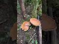 BOLETUS FANTASY #boletus #funghi #porcini #seta #cogumelo #mushroom #ciuperci #pilze