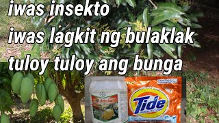sekreto upang magtuloy tuloy ang bunga ng iyong mangga, para sa masaganang ani! #mango care!