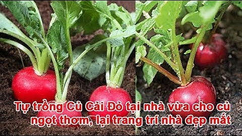 Trồng Củ Cải Đỏ tại nhà vừa cho củ ngọt thơm, lại trang trí nhà đẹp mắt