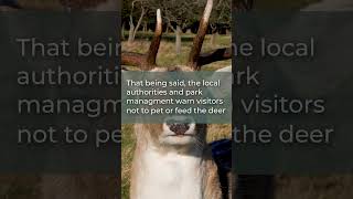 Deer in Phoenix Park | Phoenix Park | Dublin | Ireland | Dublin Ireland | Shorts