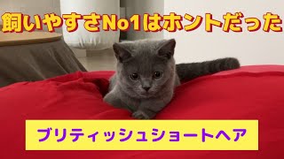 [British Shorthair] named Aoba♀ from England. see me meow # British Shorthair # Cat # Cute