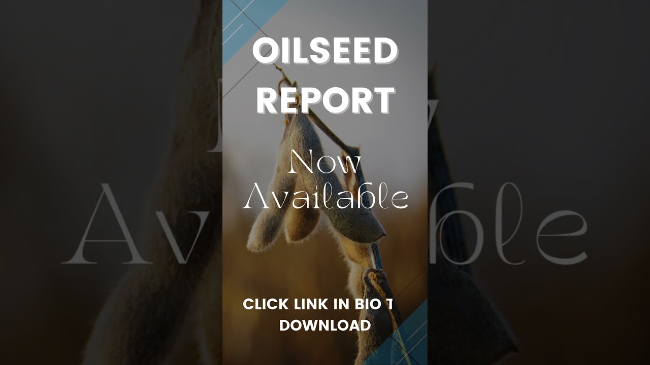 Oilseed Report | 16 Sept 2024