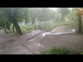 Львів, повалені дерева після бурі