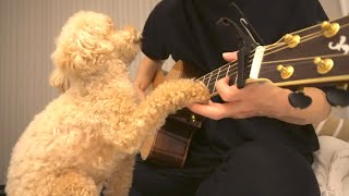 【メンヘラ犬】ギターにやきもちを妬くトイプードル