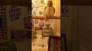 DJ ² 5 TENXI - AKU BUKAN POLISI KU  BUATMU ANGKAT TANGAN SLOW VIRAL TIKTOK MAMAN FVNDY 2025