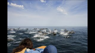 Effects of the Gulf of California on Arizona&#39;s Ecology and Geology