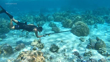 Bora Bora | Underwater, Spearfishing, Sea Life, Tropical Fish, Coral | French Polynesia | 4K Travel