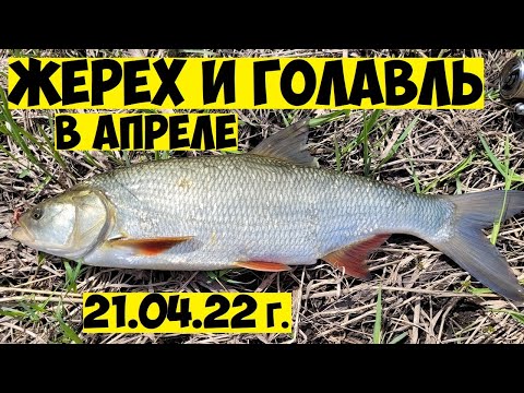 ЖЕРЕХ и ГОЛАВЛЬ весной! Как ловить жереха в апреле на спиннинг РЫБАЛКА весной, голавль в апреле джиг