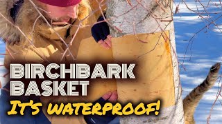 Foraging the Mythical Birch: From Bark to Waterproof Basket
