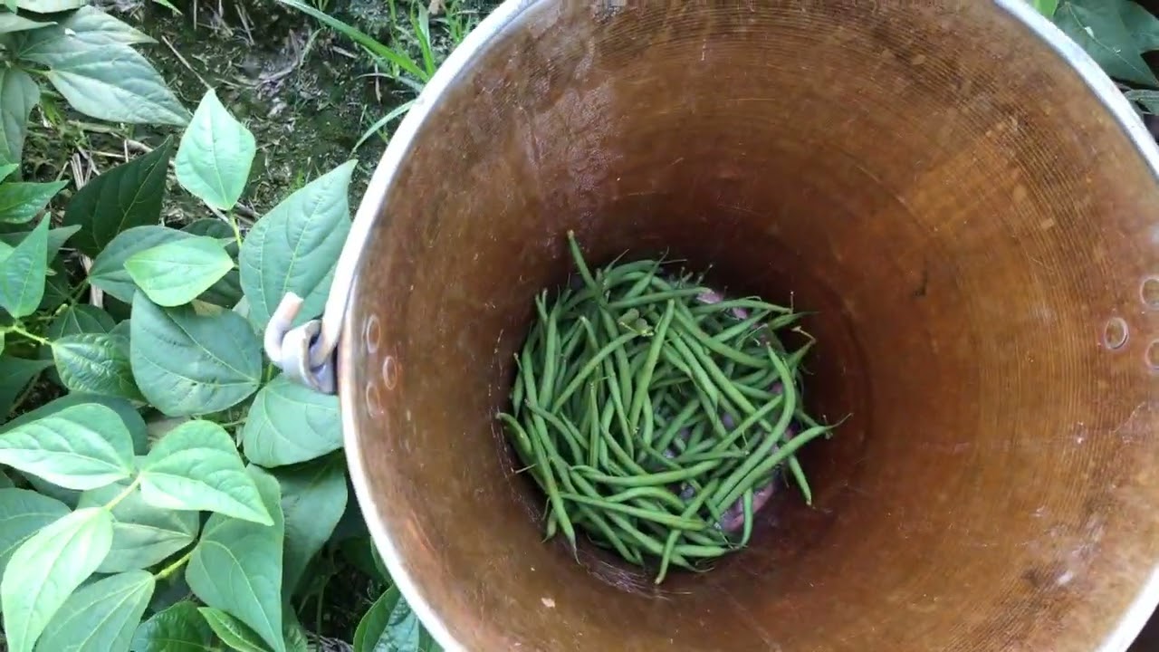 ফাস্ট বিন তুললাম আজকে