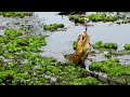 MANCING GABUS DI AREAL SAWIT BANJIR || SAYANG ADA PENAMPAKAN IKAN GABUS BESAR YANG MATI